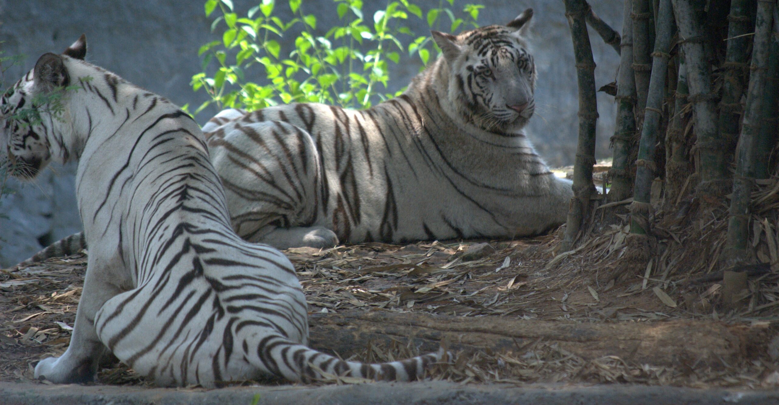 White Tiger Resting at Vandalur Zoo