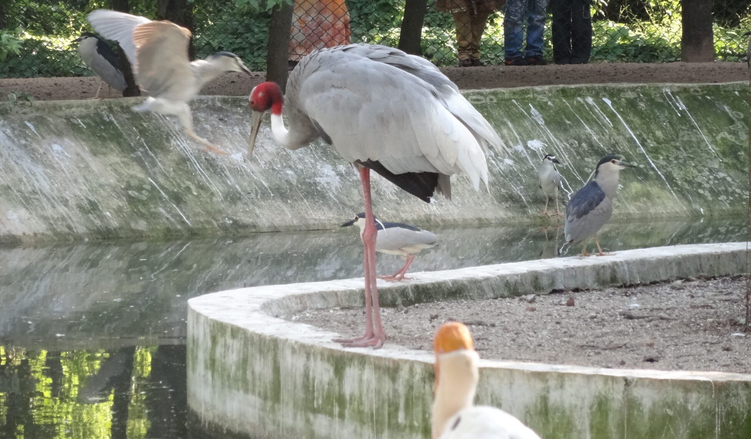 Bird enclosure at Guindy Children's Nature Park Chennai