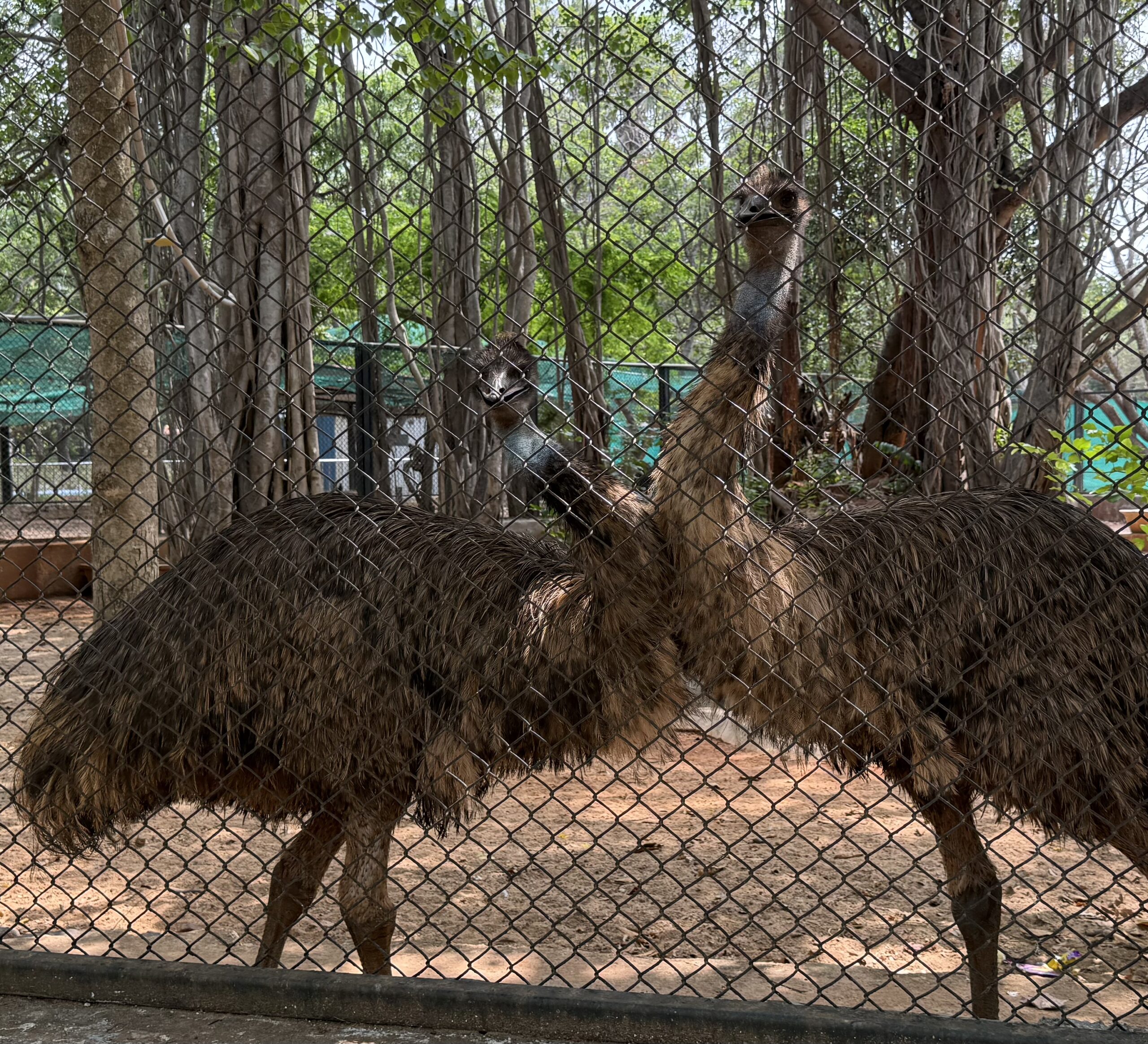 Emu
