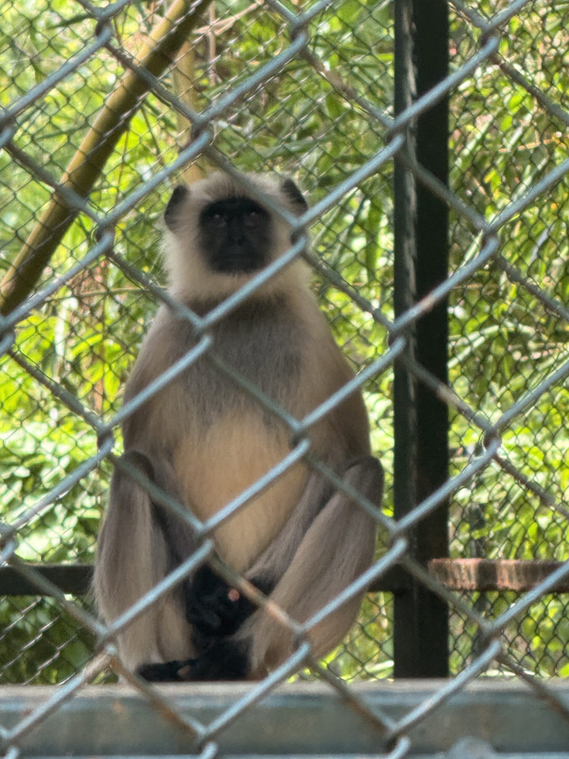 Langur