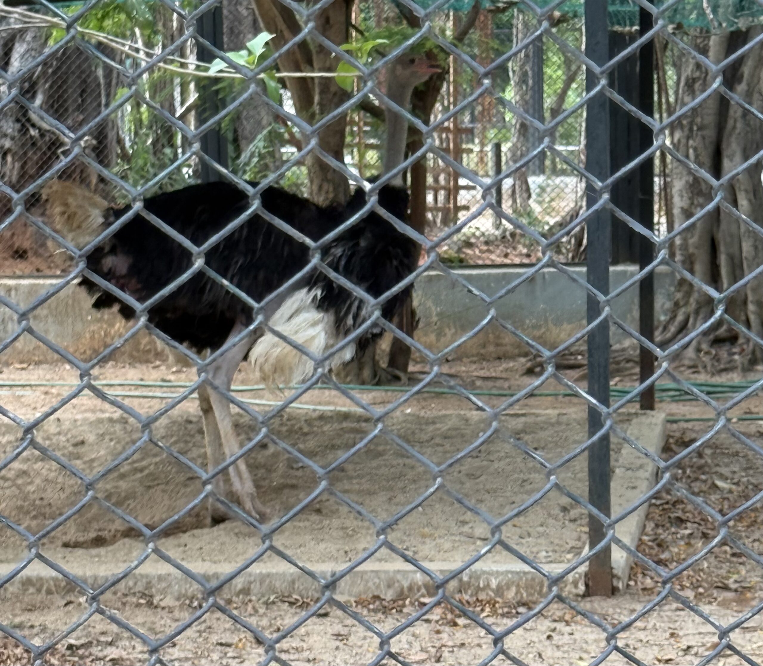 Ostrich