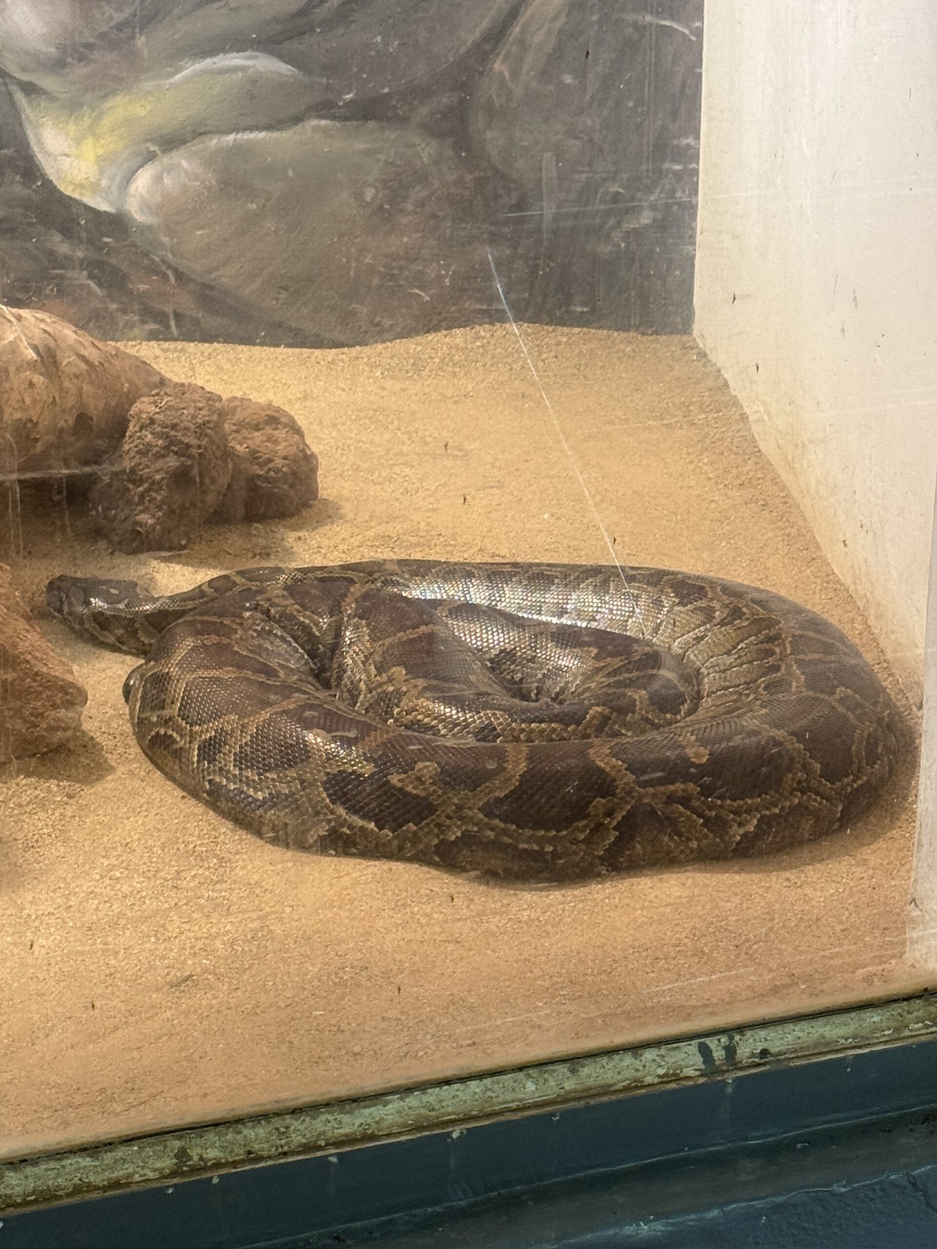 Python