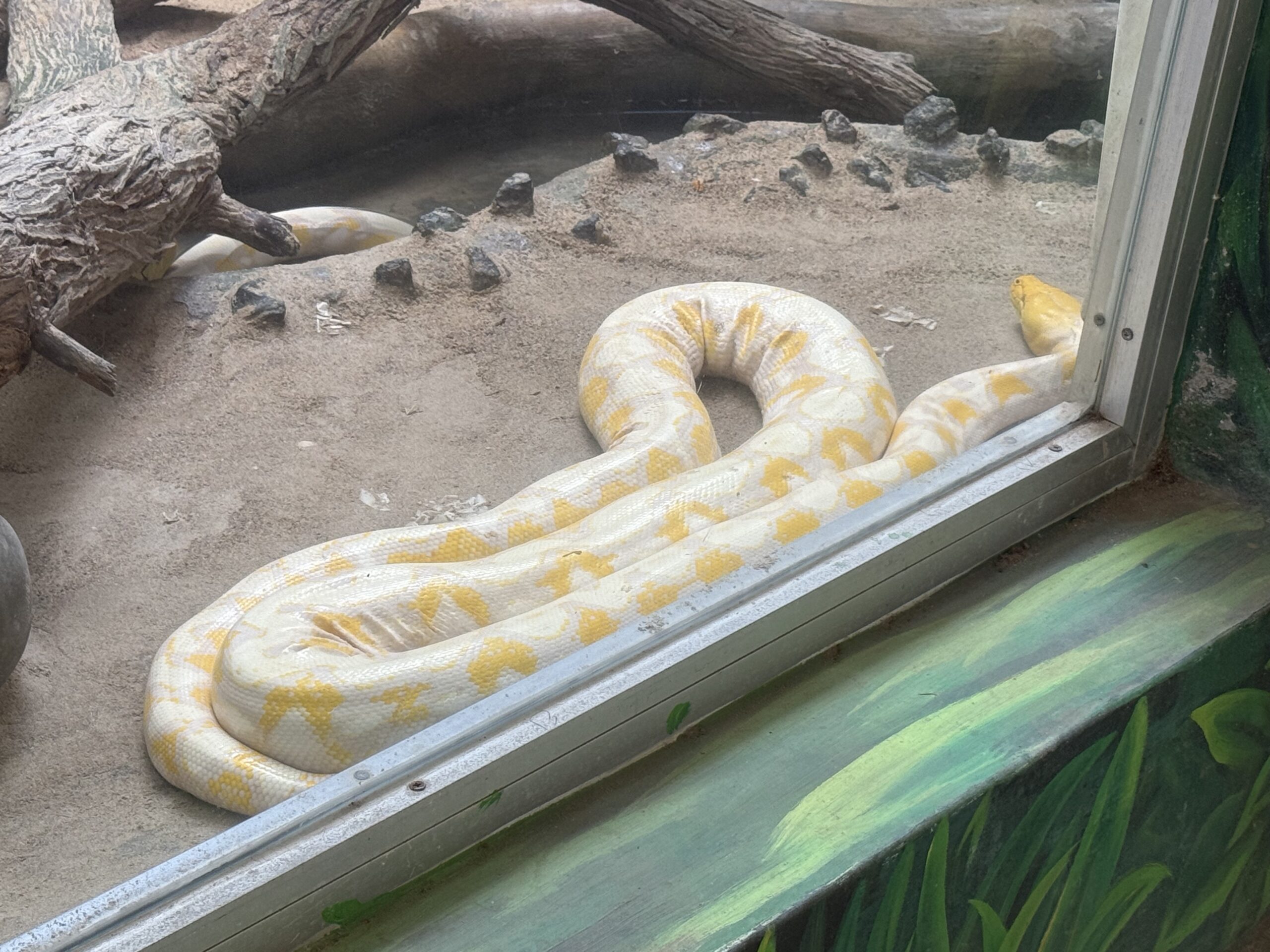 Albino Python