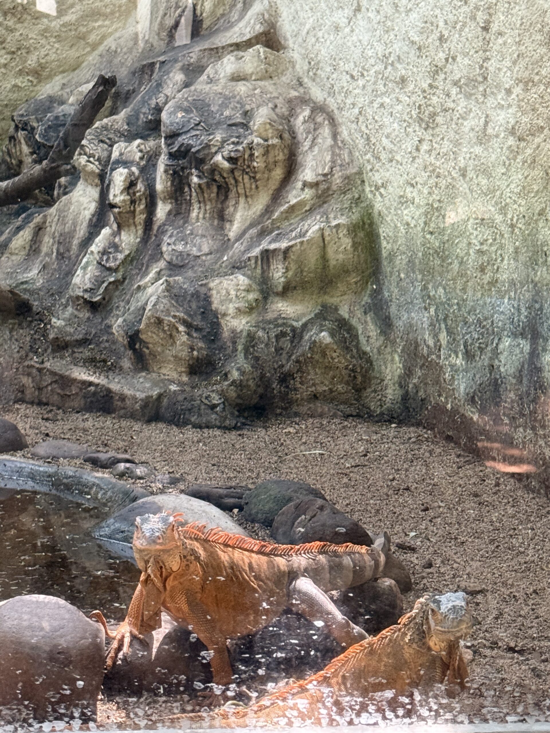 Baby Iguana
