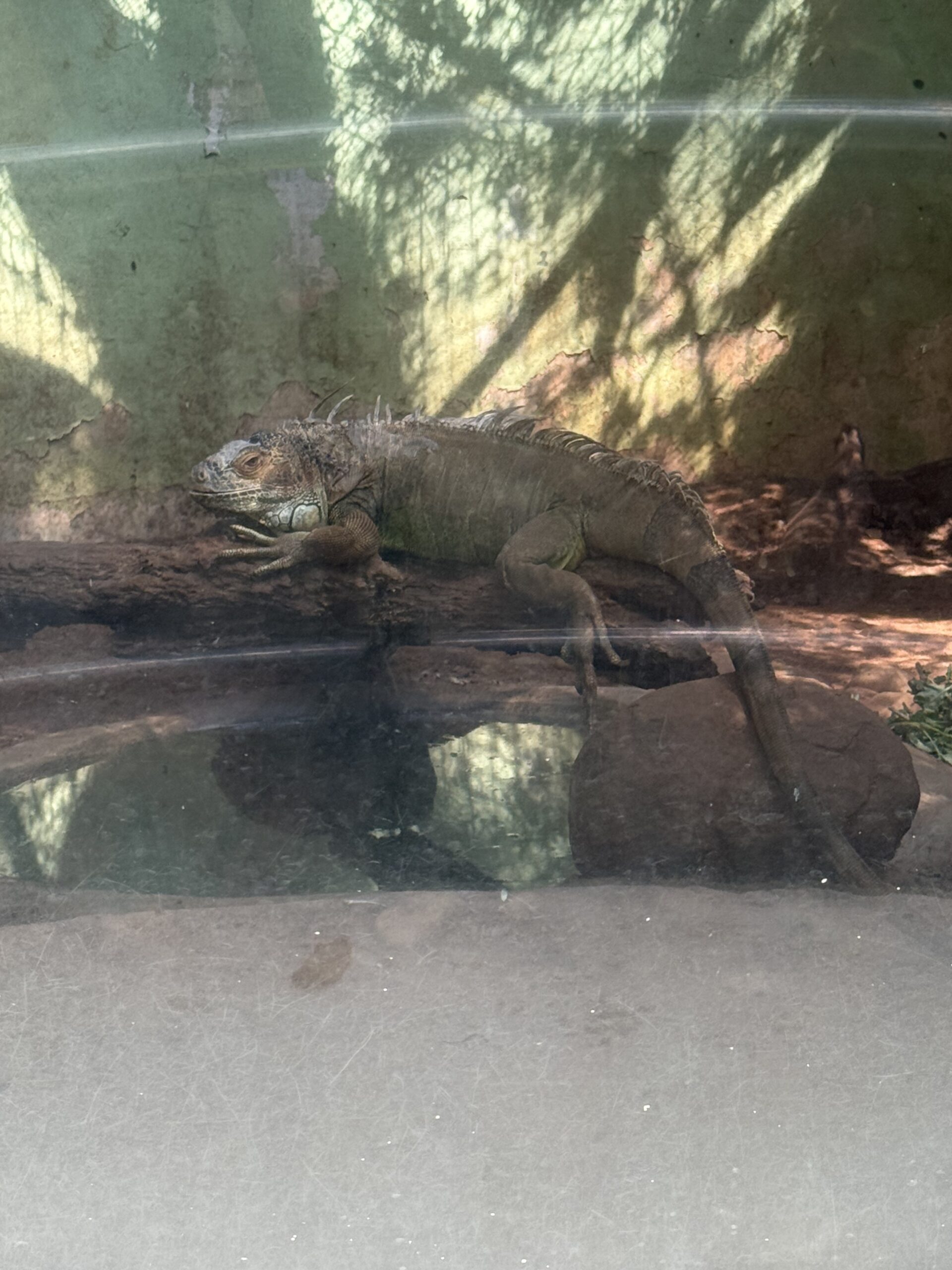 Large Iguana