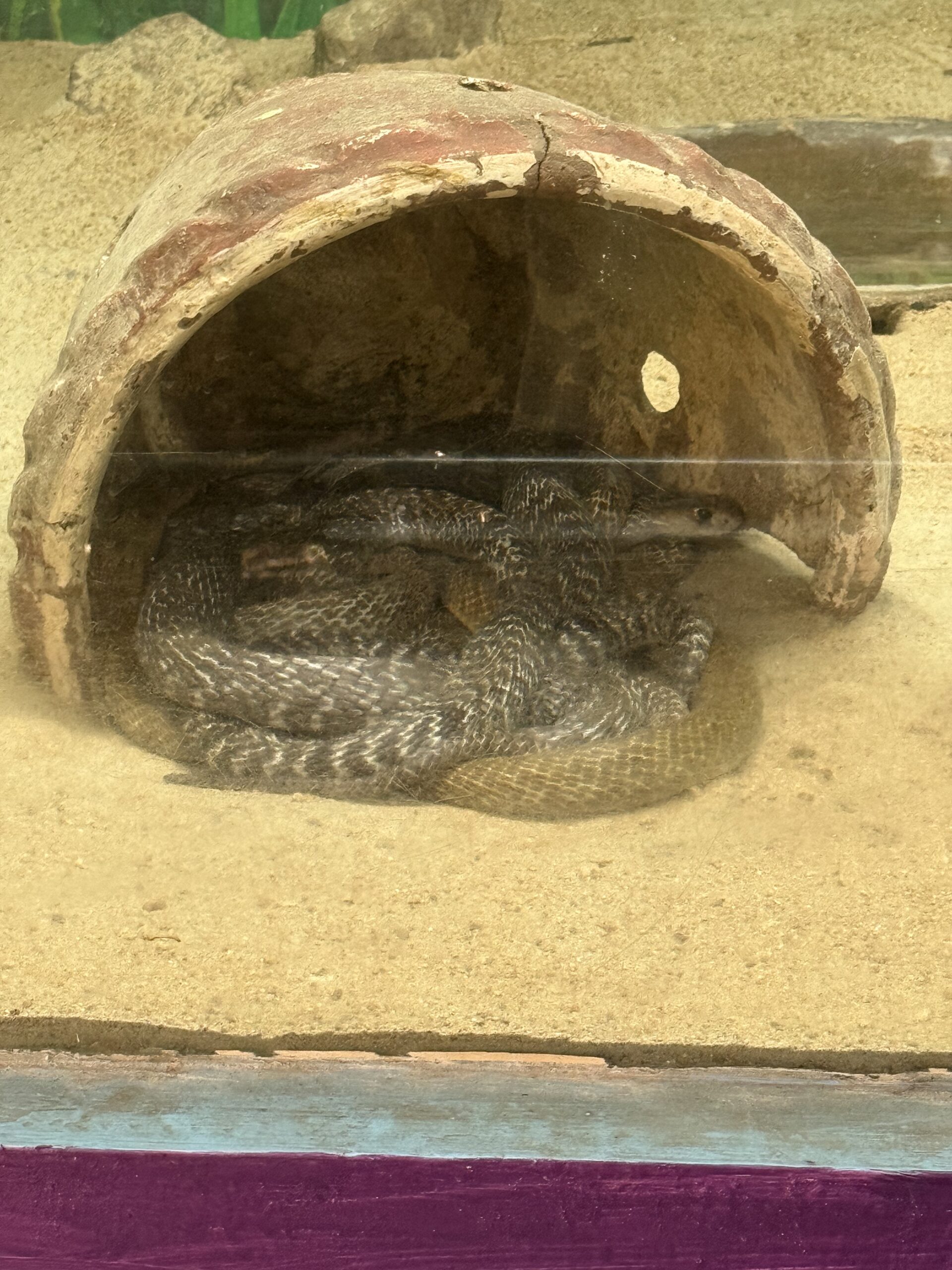Curled Snake