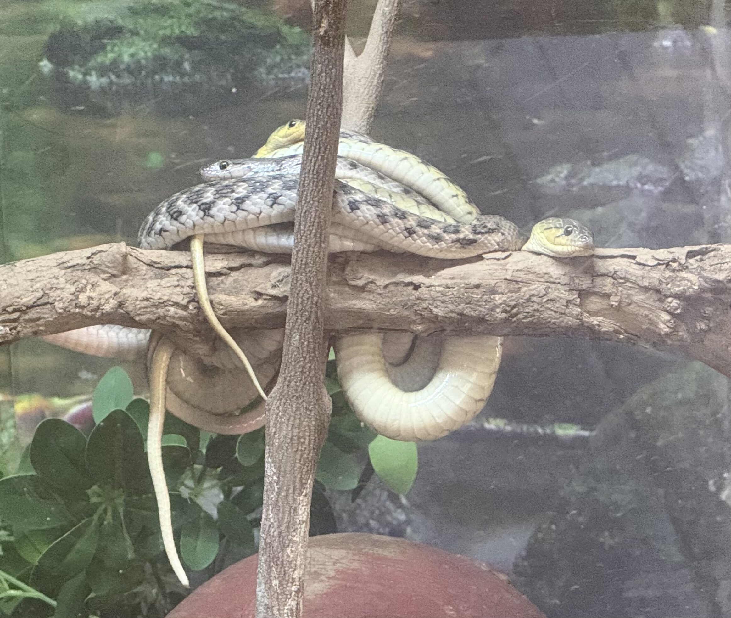 Group of Snakes at Chennai Snake Park