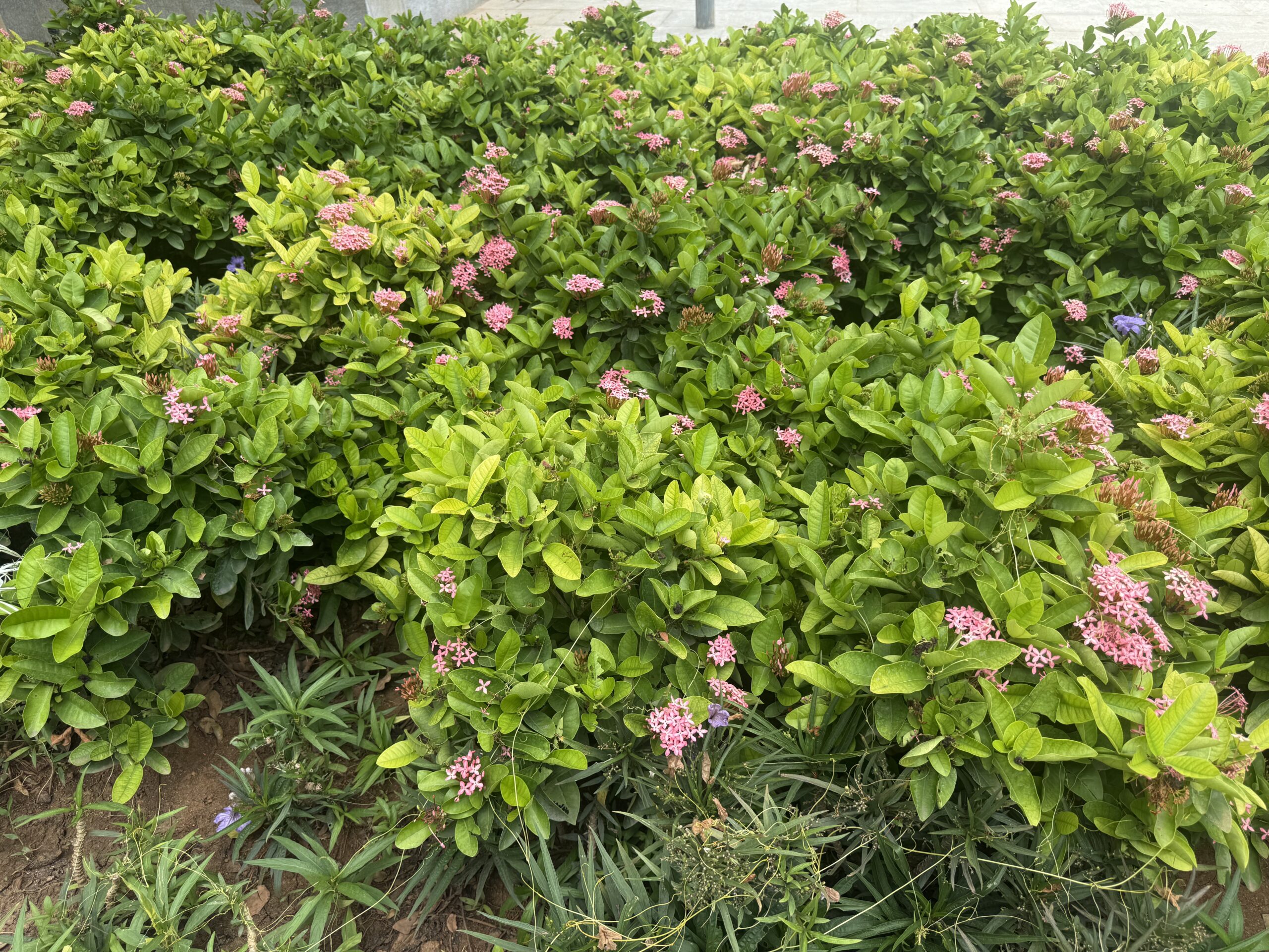 Colourful flowers and landscaped gardens at Semmozhi Poonga, Chennai